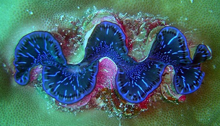 Illustration for article titled Giant Clams Are Watching You With Hundreds of Eyes